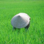 Planting rice -Vietnam